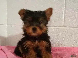 Yorkshire Terrier dogs Remi - Ad 33