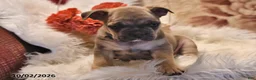 Frenchton dogs for sale: Peanut  - Ad 4