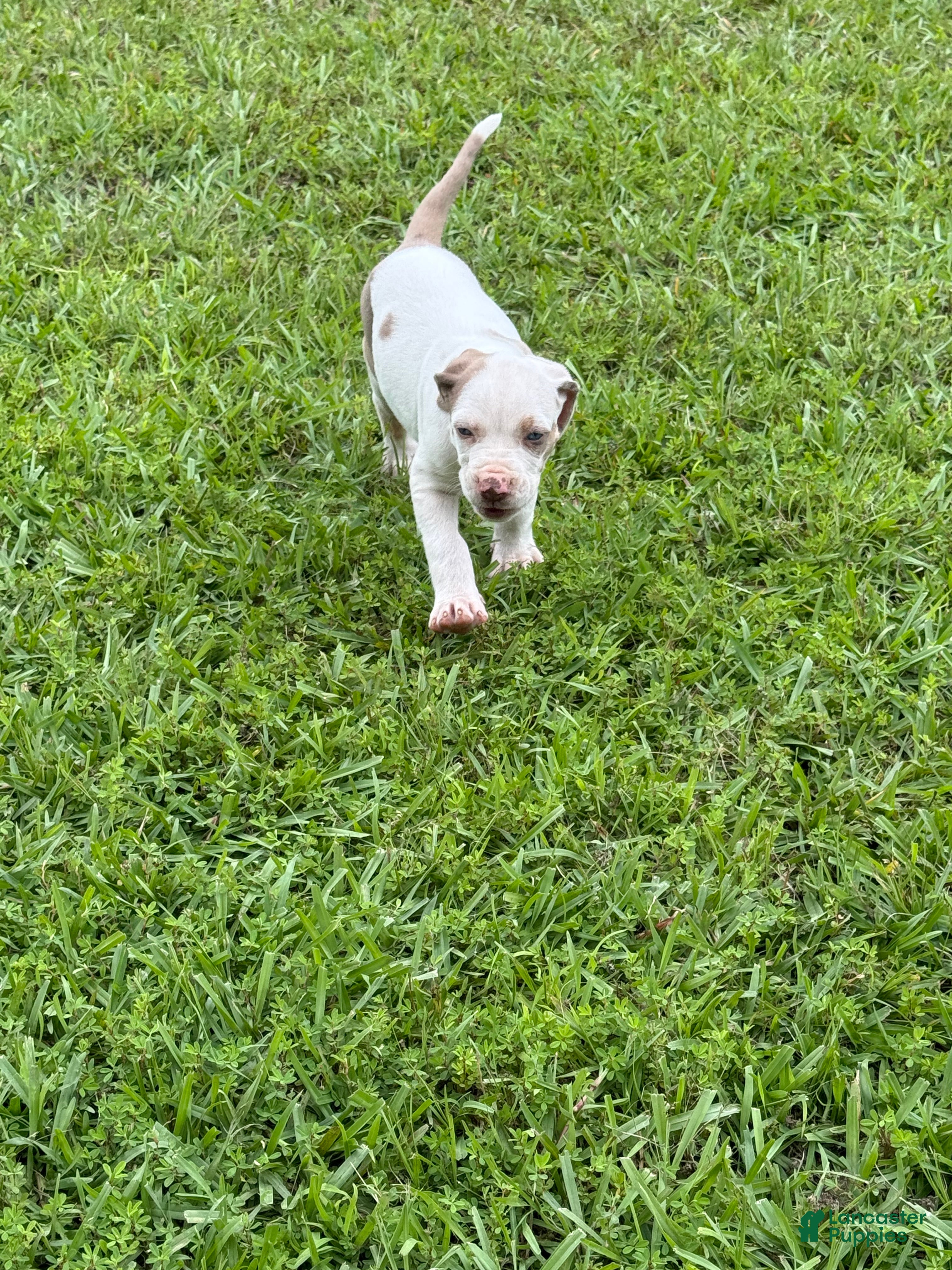 Catahoula Leopard Dog dogs DM Girl #1 - Ad 1