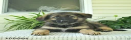 Mixed Breed dogs for sale: Raven  - Ad 4