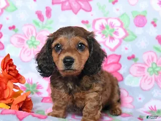 Miniature Dachshund dogs for sale: Birch - Ad 1