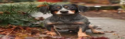 Mixed Breed dogs for sale: Betsy - Ad 7