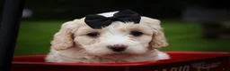 Cavachon dogs for sale: Houston🐾💙 - Ad 18
