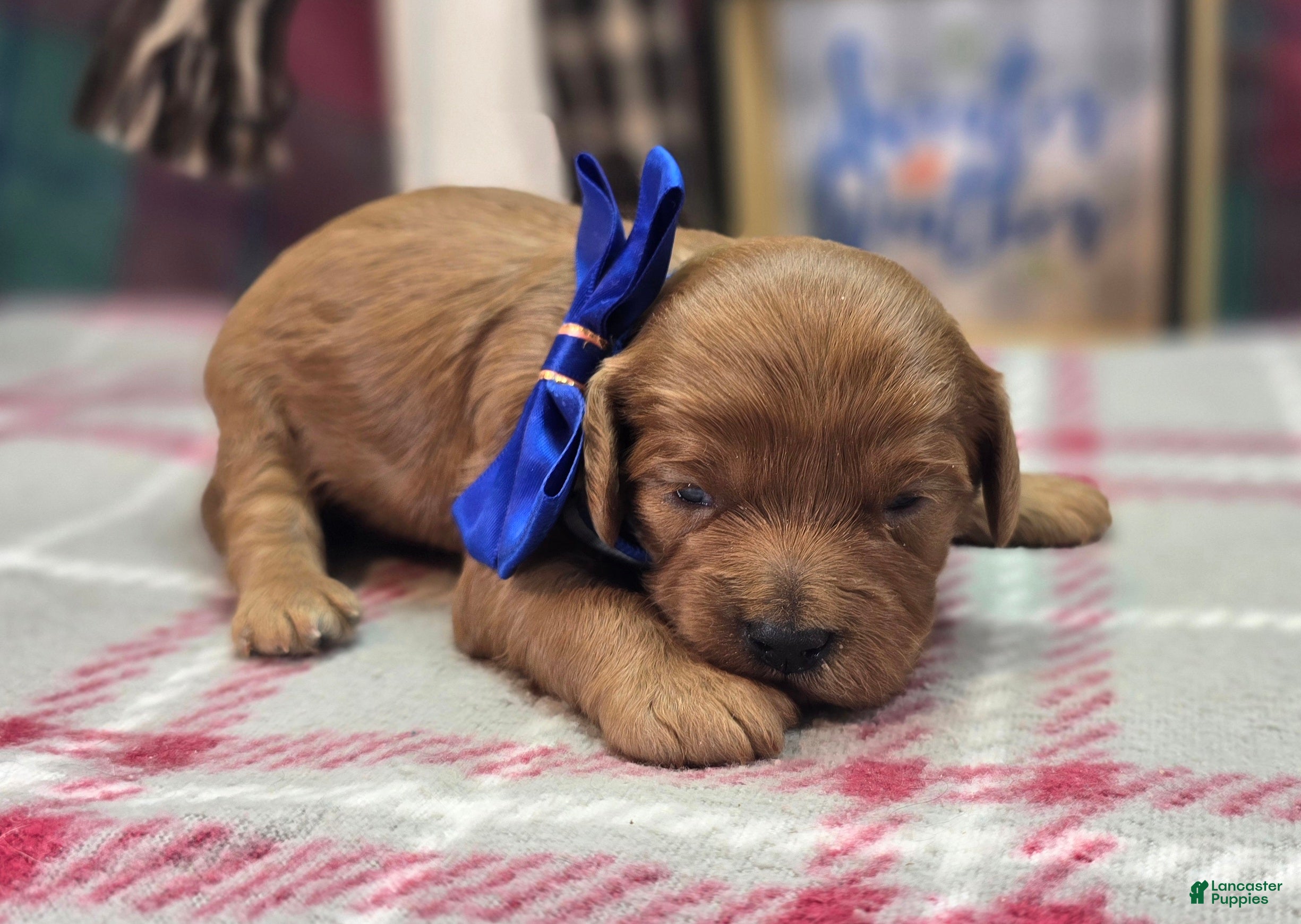 Cavapoo dogs Gridiron - Ad 29