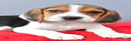 Beagle dogs for sale: Dora - Ad 5