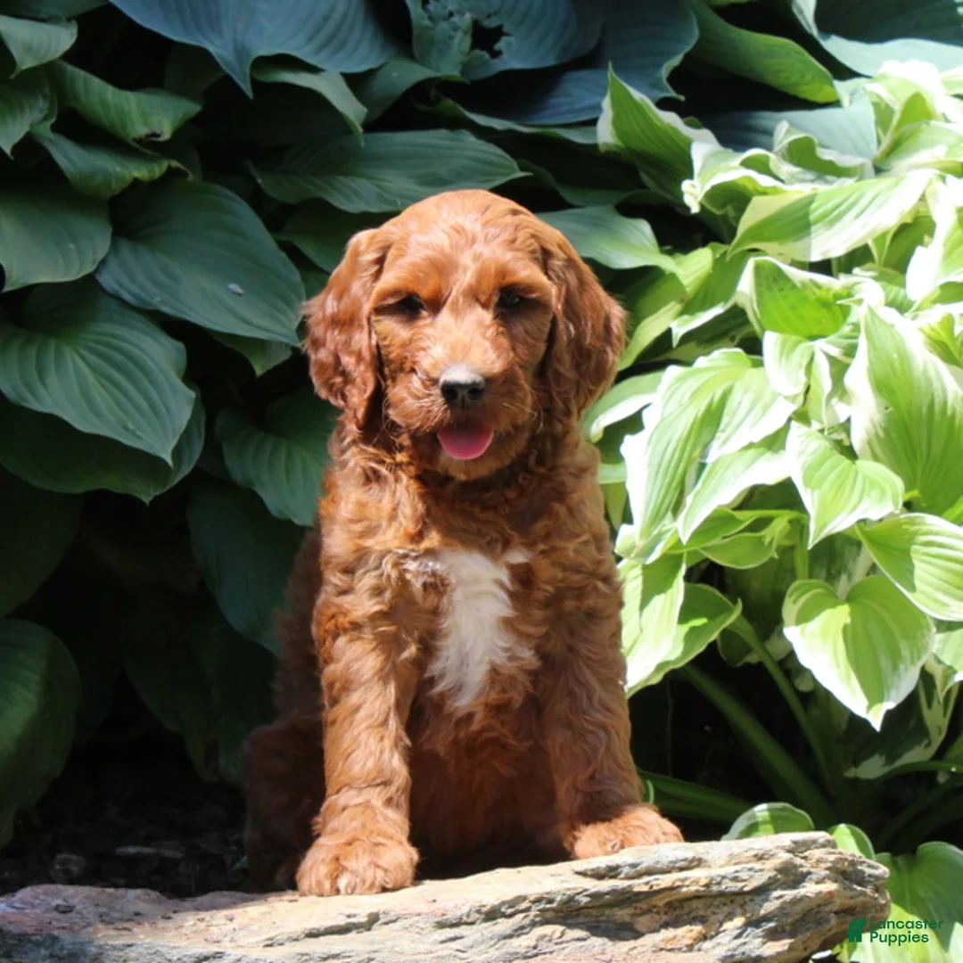 Irish Doodle dogs for sale: Ryan - Ad 3