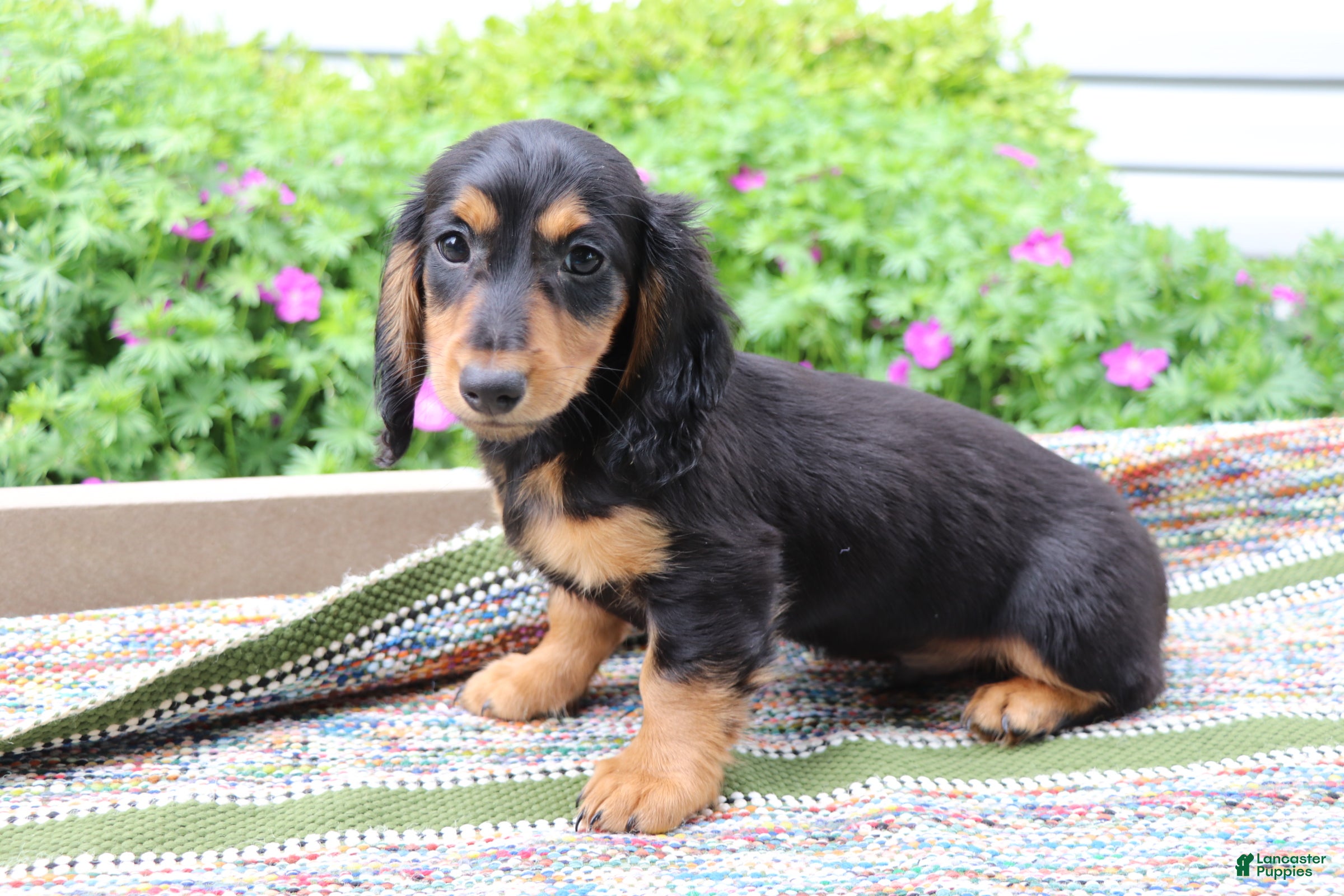 Miniature Dachshund dogs Peanut - Ad 1