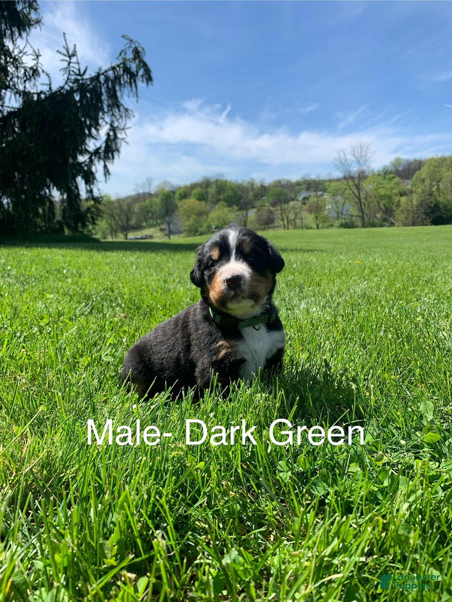 Bernese Mountain Dog dogs Bernese Mountain Dog Puppy 11 - Ad 10