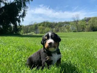 Bernese Mountain Dog dogs Bernese Mountain Dog Puppy 11 - Ad 10