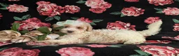 Bichpoo dogs for sale: Ginger - Ad 5