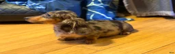 Miniature Dachshund dogs for sale: AKC Russian- Pra clear sale - Ad 19