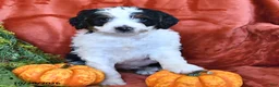 Bernedoodle dogs for sale: Buttercup - Ad 3