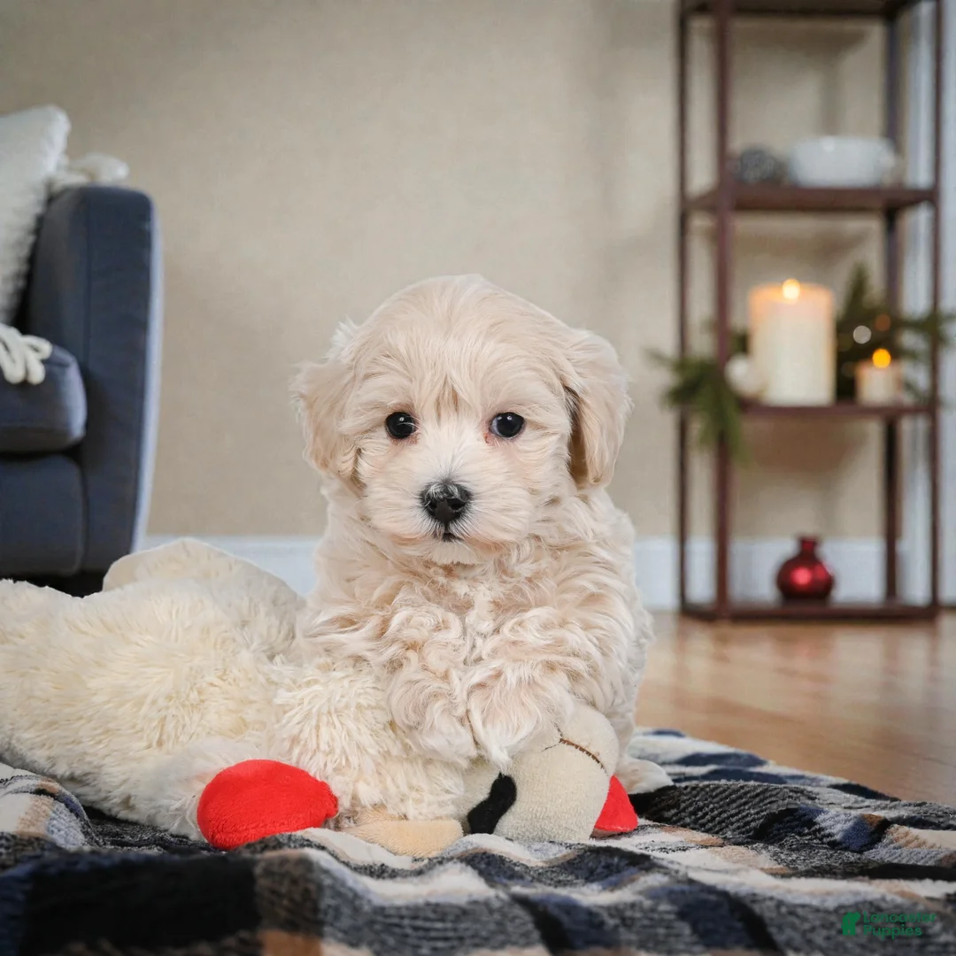 Maltipoo dogs for sale: rocky - Ad 6