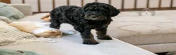 Bernedoodle dogs for sale: Acadia - Ad 33