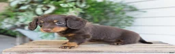 Miniature Dachshund dogs for sale: Maisie - Ad 6