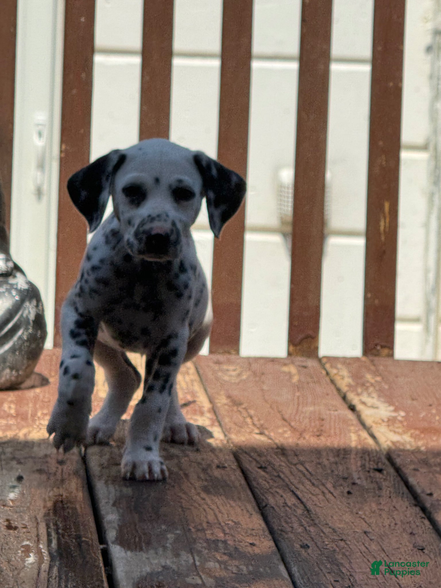 Dalmatian dogs Uno - Ad 2