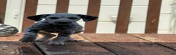 Dalmatian dogs for sale: Uno - Ad 2