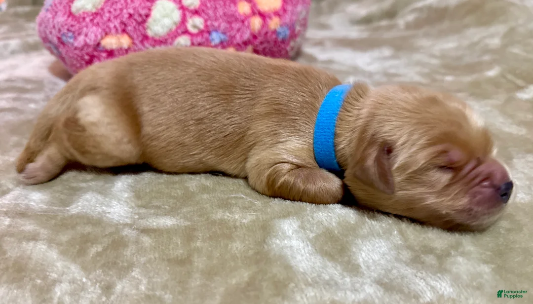 Golden Retriever dogs for sale: Golden Retriever Puppy 5 - Ad 1