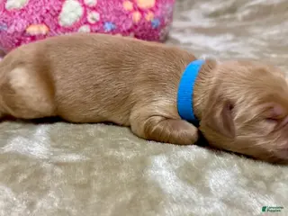 Golden Retriever dogs Golden Retriever Puppy 5 - Ad 23