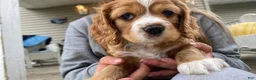Mixed Breed dogs for sale: Little Bear - Ad 4
