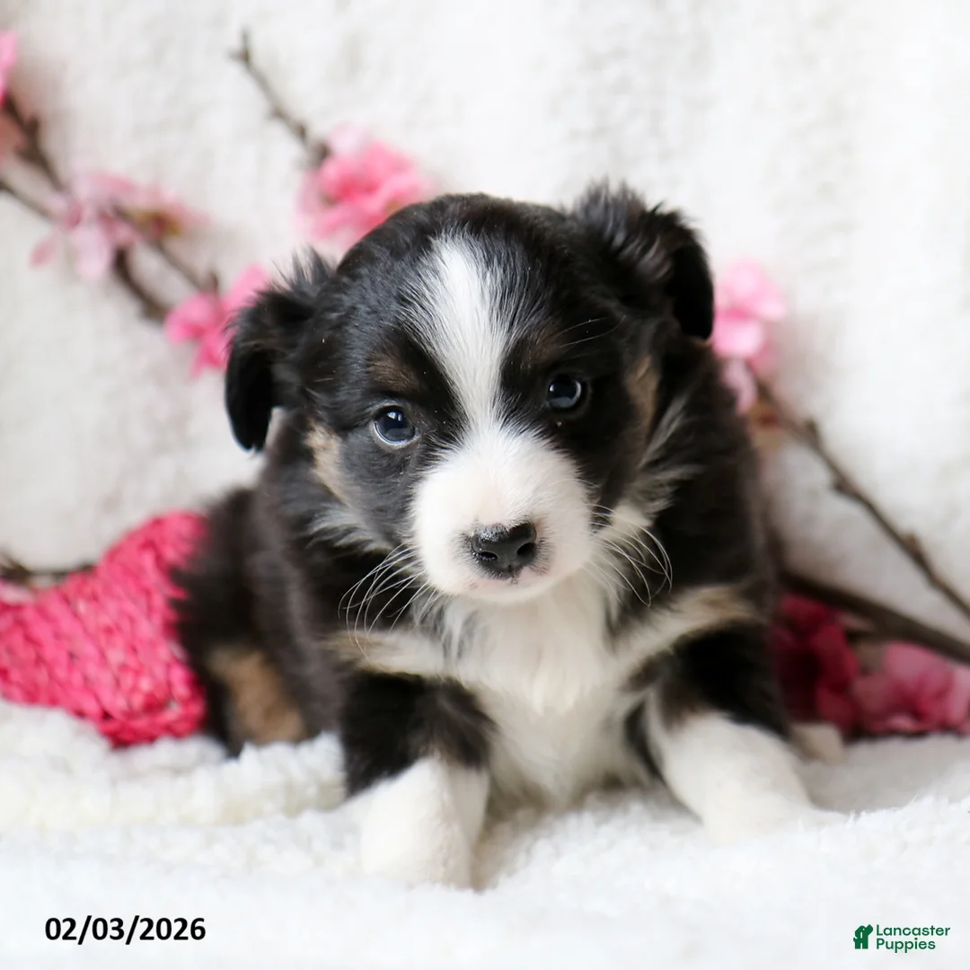 Miniature Australian Shepherd dogs for sale: Ace - Ad 1