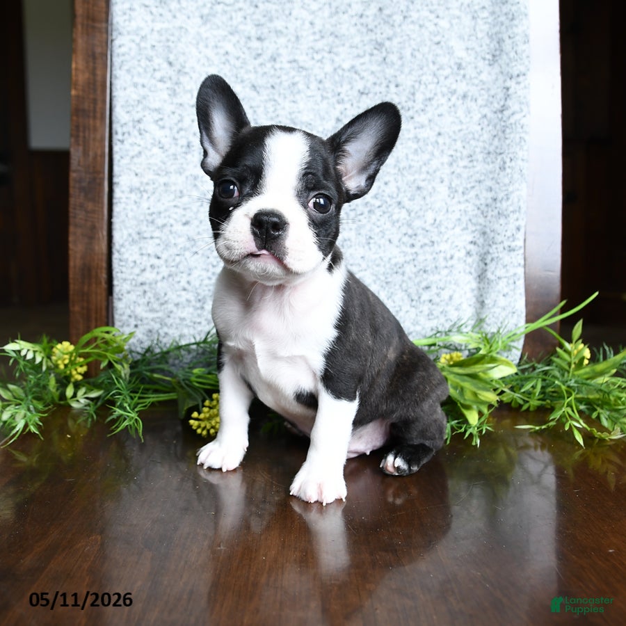 Boston Terrier dogs Evan - Ad 1