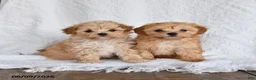 Maltipoo dogs for sale: Peaches - Ad 4