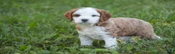 Cavapoo dogs for sale: Larry Cavapoo  - Ad 20