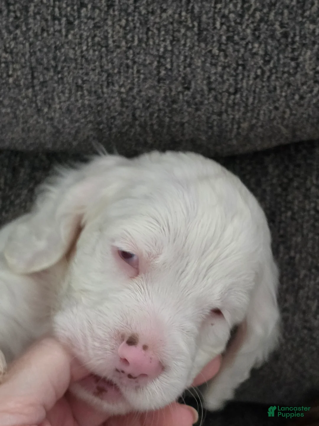 Cocker Spaniel dogs for sale: Cocker Spaniel 1 - Ad 2