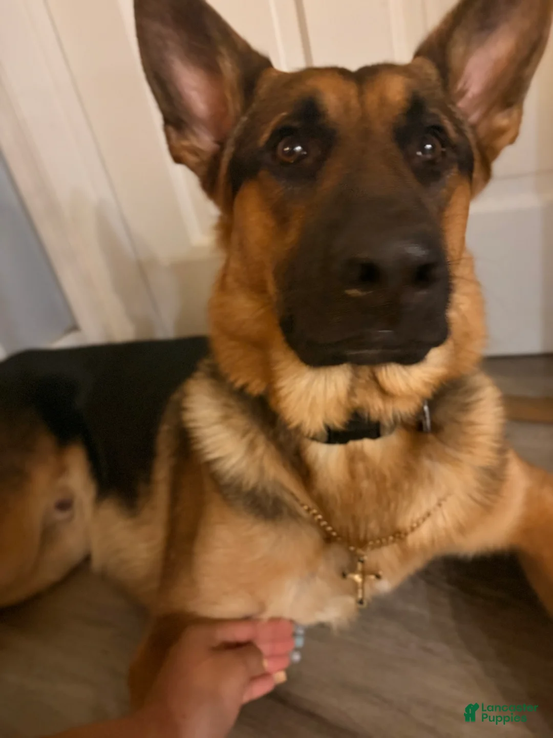 German Shepherd dogs for sale: German Shepherd Puppy 1 - Ad 5