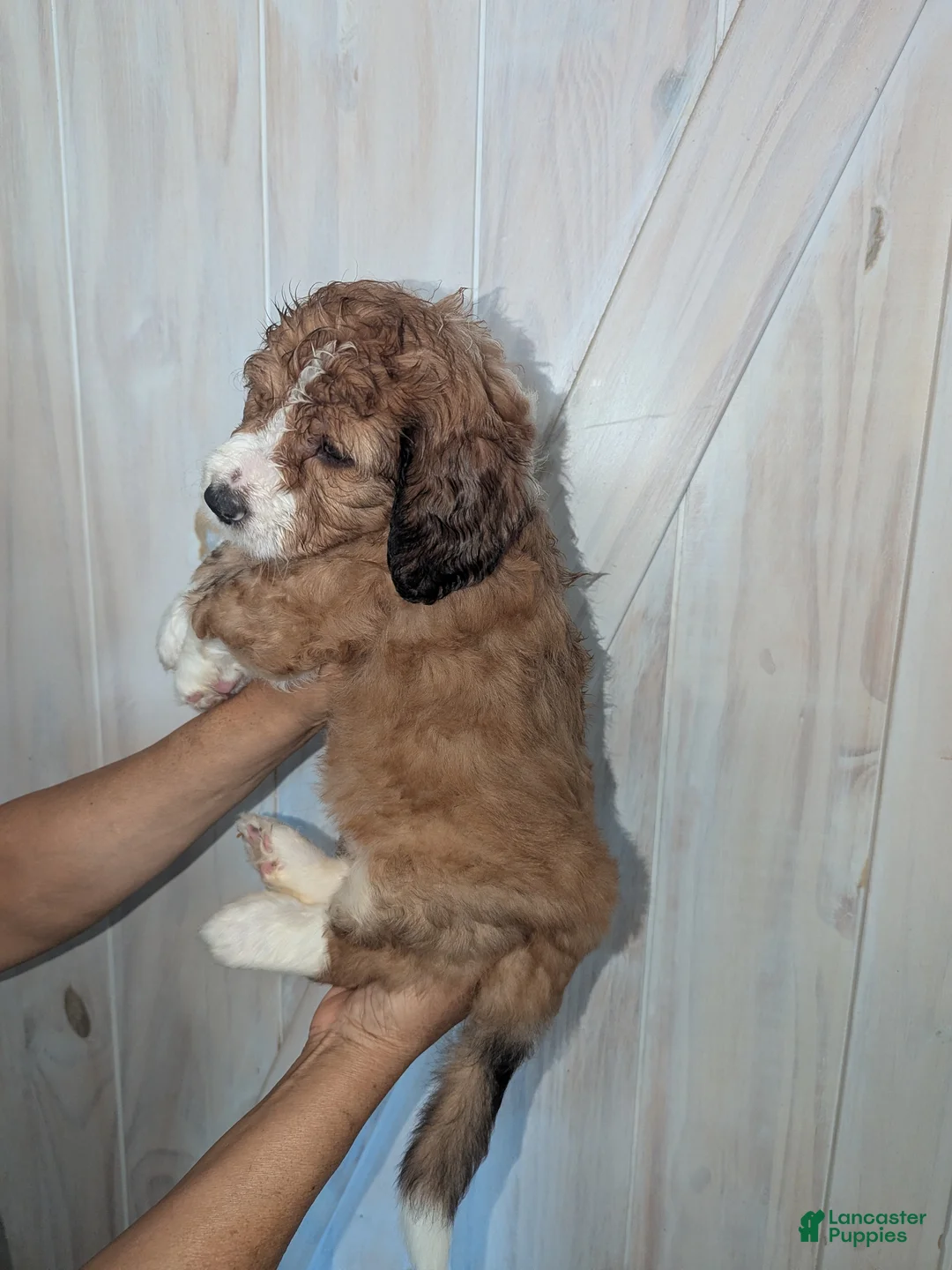 Mixed Breed dogs for sale: Faith - Ad 2