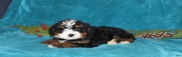 Mini Bernedoodle dogs for sale: Rusty - Ad 1