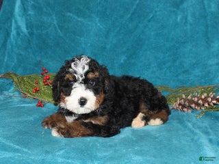 Mini Bernedoodle dogs Rusty - Ad 33