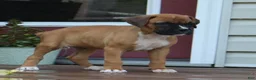 Boxer dogs for sale: Pedro - Ad 5
