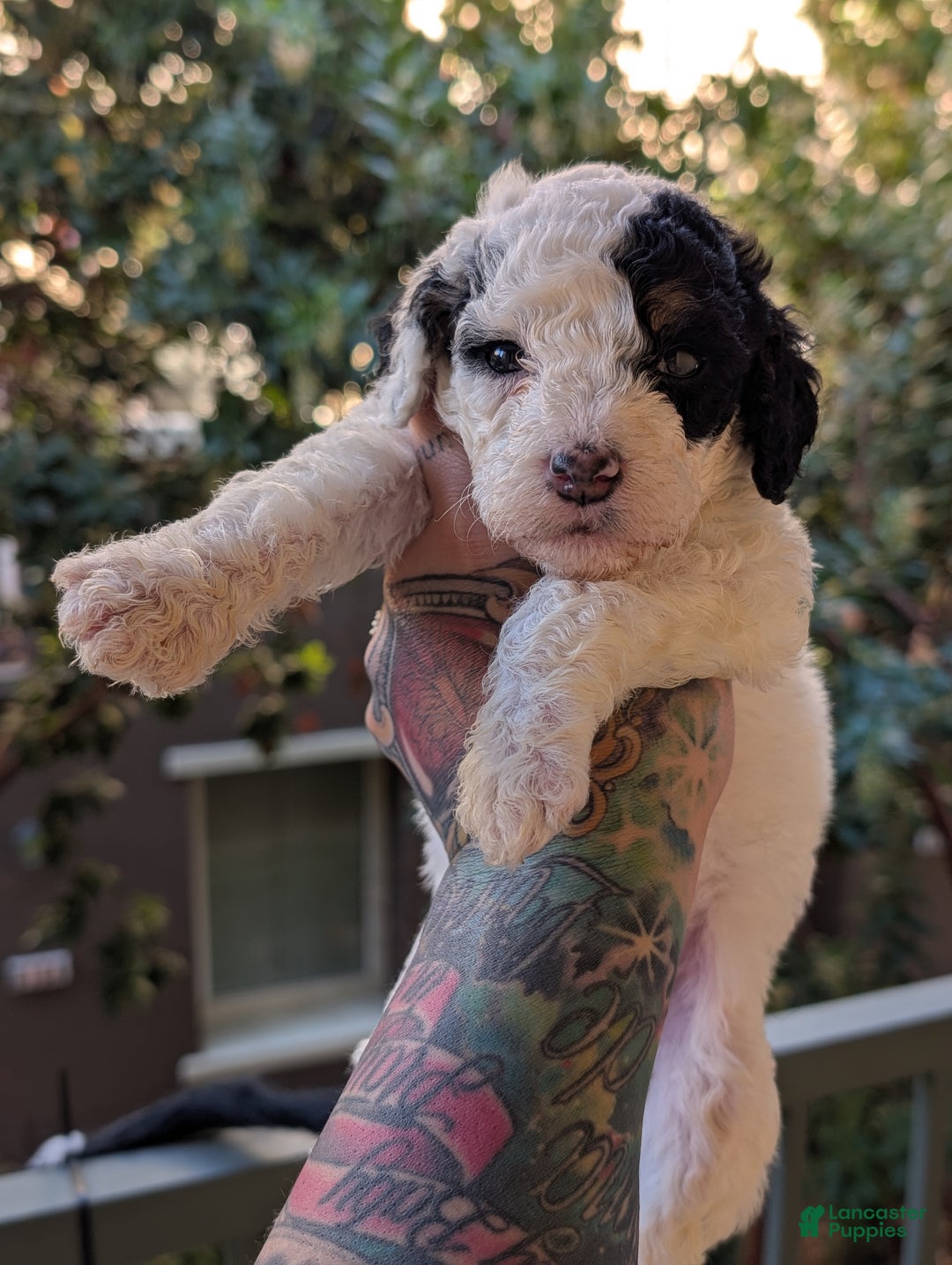 Mixed Breed dogs for sale: MAKI - Ad 3