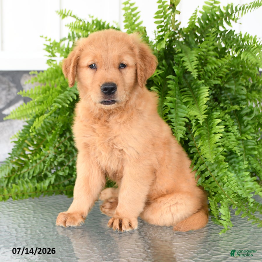 Golden Retriever dogs Nash - Ad 2