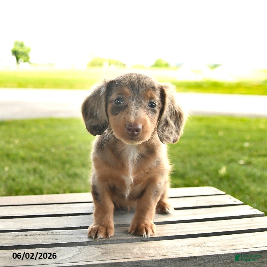 Miniature Dachshund dogs for sale: Nutmeg  - Ad 3
