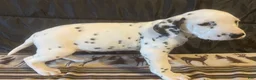 Dalmatian dogs for sale: Spot - Ad 2