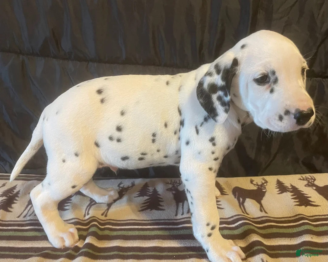 Dalmatian dogs for sale: Spot - Ad 2