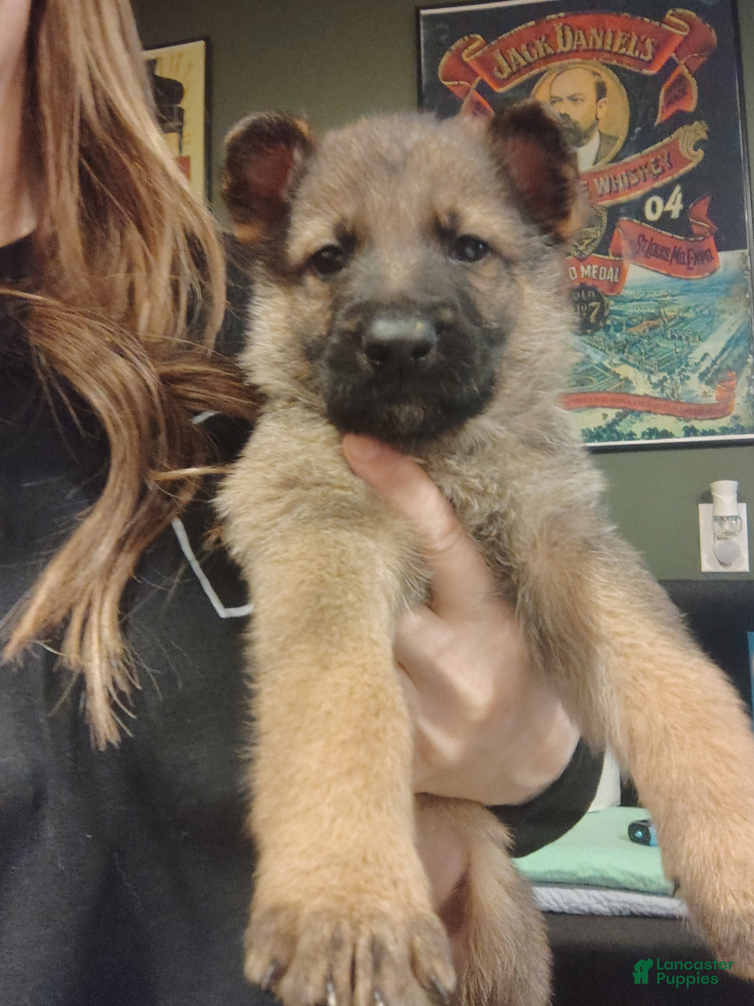 German Shepherd dogs Bluey  - Ad 1