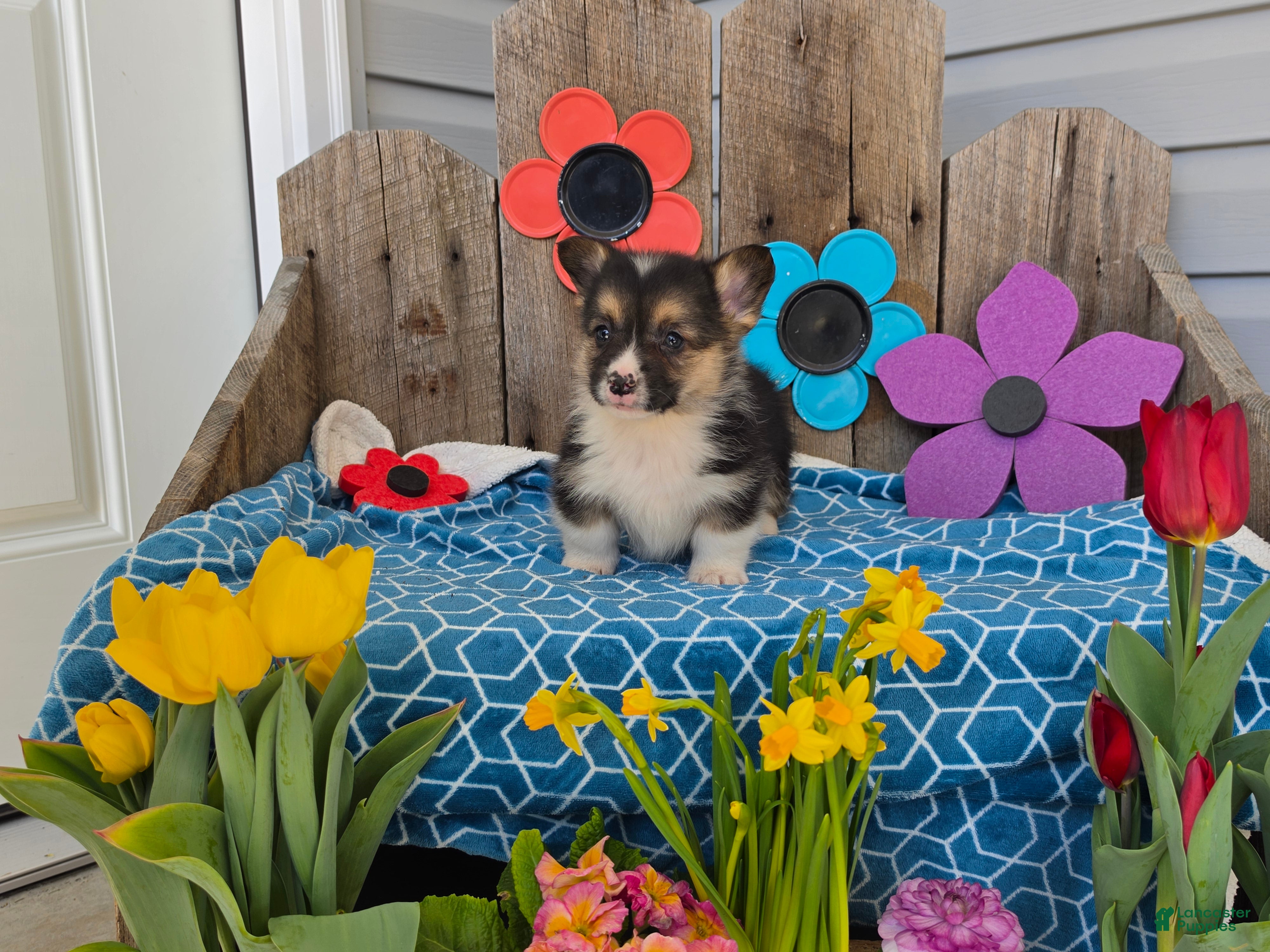 Welsh Corgi Pembroke dogs Buddy  - Ad 1