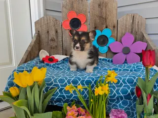 Welsh Corgi Pembroke dogs for sale: Buddy - Ad 3