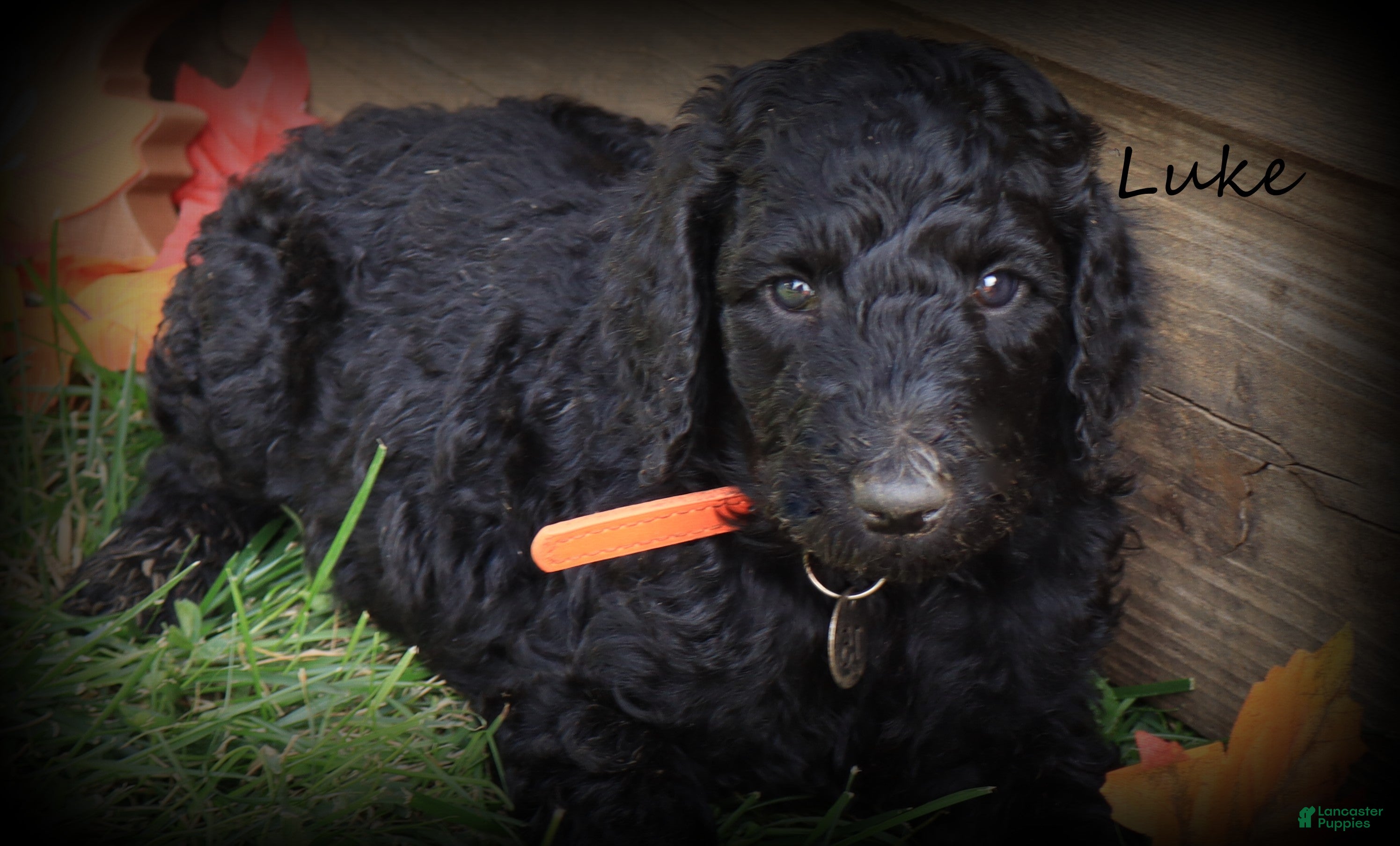 Standard Poodle dogs Luke - Ad 1