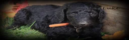 Standard Poodle dogs for sale: Luke - Ad 1