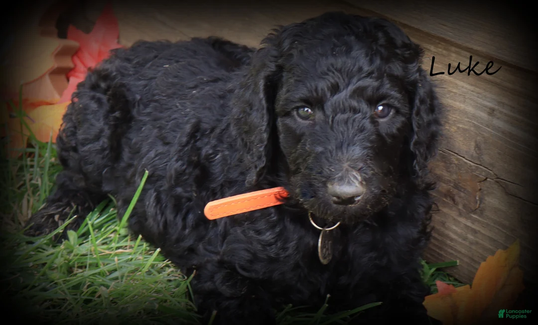 Standard Poodle dogs for sale: Luke - Ad 1