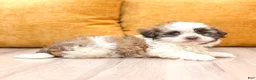 Havanese dogs for sale: Benson - Ad 3