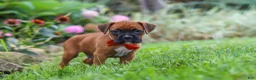 Boxer dogs for sale: Rascal - Ad 3