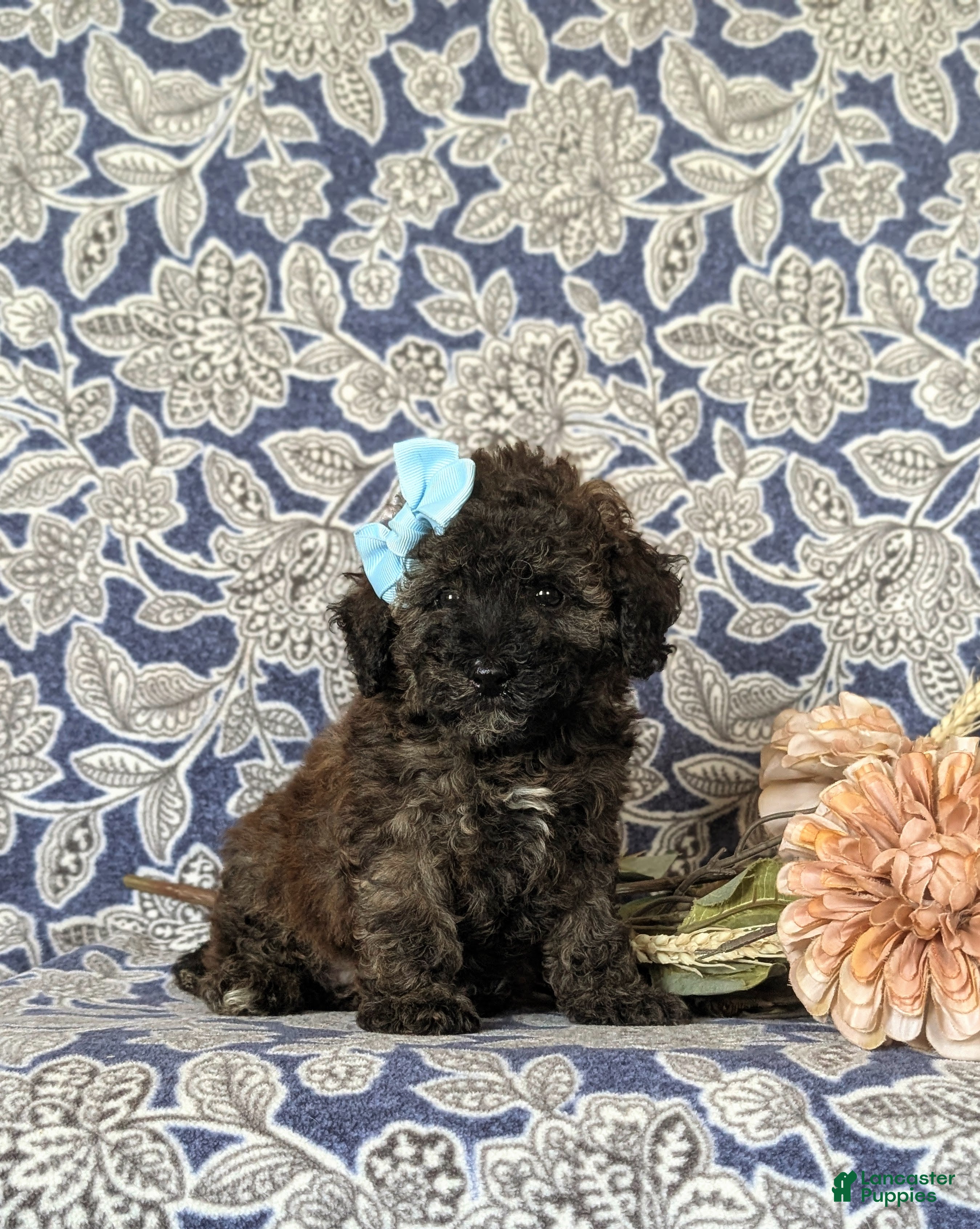 Toy Poodle dogs Tricia - Ad 1