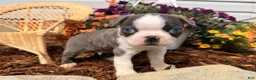 Boston Terrier dogs for sale: Bluey  - Ad 3