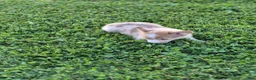 Welsh Corgi Pembroke dogs for sale: Tinkerbell - Ad 5